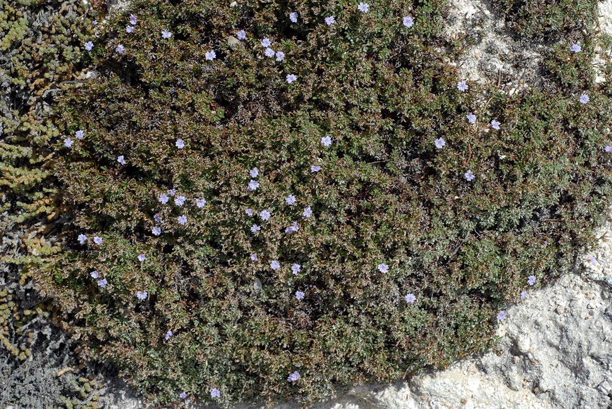 Habitus